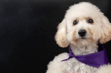 Siyah arka planda izole edilmiş sevimli beyaz kaniş köpek portresi