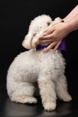 Siyah stüdyo arka planında izole edilmiş beyaz kaniş köpeği.