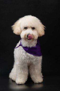 Dili akan beyaz kaniş köpeği siyah arka planda oturuyor.