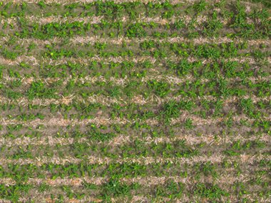 Tarım alanındaki çarpma ağacı yukarıdaki hava sahasında.