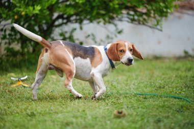 Bahçe arka planında oynayan av köpeği dikiz aynası