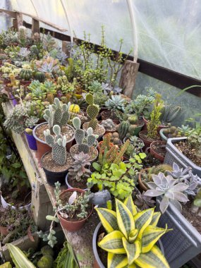 Kaktüslerin ve sulu suların canlı çeşitleri güneşli seradaki ahşap masayı doldurur..