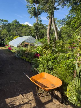 Güneşli bir günde sera ve turuncu el arabasının yer aldığı yemyeşil arka planda canlı bir bahçe kurulur..