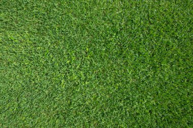 Üst görünümün üzerinde ıslak yeşil çimen dokusu