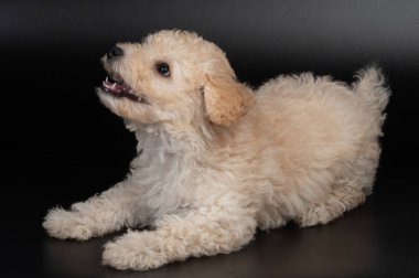 Komik kaniş, oyuncu köpek yavrusu, siyah stüdyonun arka planında oturuyor.