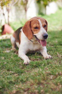 Yeşil çimlerin üzerinde duran sevimli av köpeği portresi.