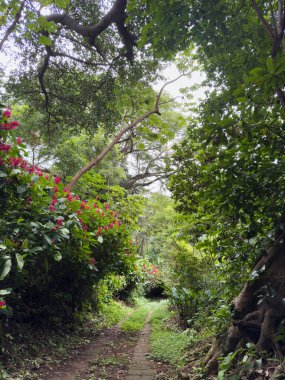Bereketli yeşillikler arasında gezinen, renkli çiçeklerle süslenmiş, davetkar keşifler yapan sakin yollar..