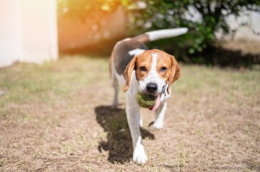 Beagle köpeği yeşil arka planda tenis topuyla oynuyor.