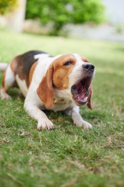 Yaz çimlerinde yeşil çimlerde havlayan av köpeği.