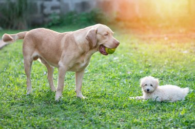 Labrador ve kaniş köpeği yeşil çimlerin üzerinde güneş ışığıyla