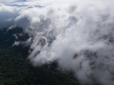 Yoğun ağaçların sisli manzarası, bulutlar sabah saatlerinde yemyeşil manzaranın üzerinde süzülüyor..
