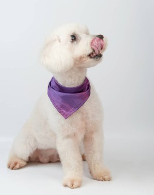 Kaniş köpeği ağzını dil manzaralı yalıtılmış bir şekilde akıtıyor.