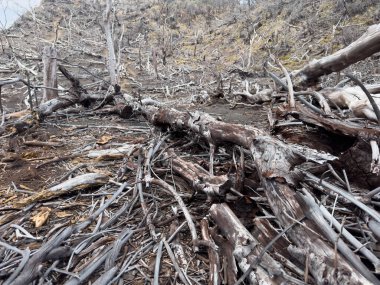 Kuru ağaçlarla kaplı bir vadi. Ekoloji tehlike teması