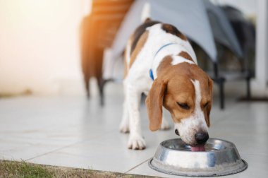Susamış av köpeği metal tabaklardan su içer. 