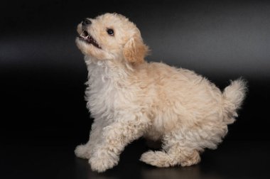 Kopya alanı ile izole edilmiş tüylü kaniş yavrusuna bakıyorum.