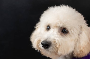 Beyaz kaniş köpeğinin başı siyah arka planda izole edilmiş.