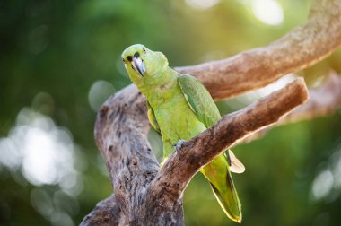 Canlı yeşil papağan sağlam bir tahta dalın üzerinde duruyor, yemyeşil ortamda sıcak güneş ışığının tadını çıkarıyor..