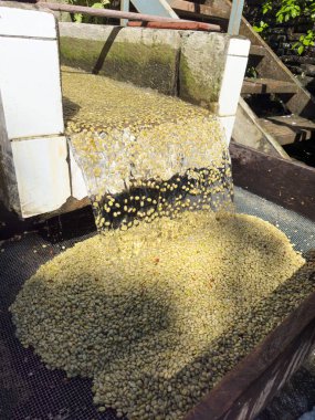 Taze yıkanmış kahve çekirdekleri kanaldan aşağı akıyor. Parlak işleme alanındaki enkazı temizliyor. Yeşilliklerle çevrili..