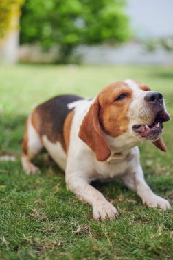 Yeşil çayır çimlerinde havlayan av köpeği.