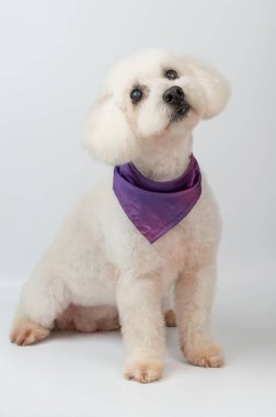 Kabarık kaniş köpeğinin portresi beyaz stüdyo arka planında oturur.