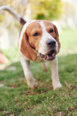 Güneşli bir geçmişi olan av köpeğinin başı.