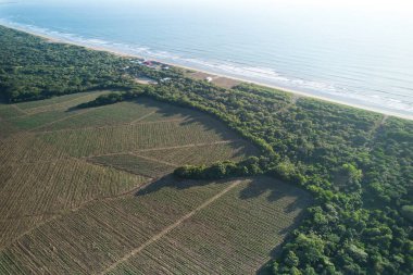 Deniz kıyısı hava aracı manzarasının yanındaki tarım alanı.
