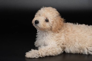 Şirin pofuduk köpek yavrusu siyah stüdyo arka planında oturuyor.