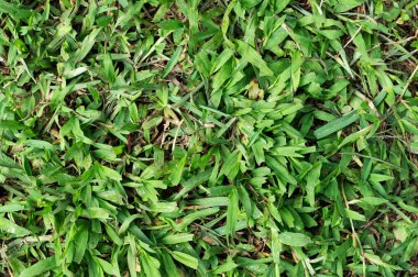 Taze çimen bitkisi yaprağı makro yakın görünüm 