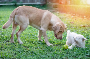 Labrador köpeği yeşil çimlerde köpek yavrusuyla oynuyor.