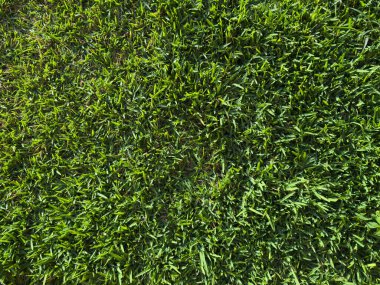 Sabah güneşinde taze yeşil çimen arka planı 