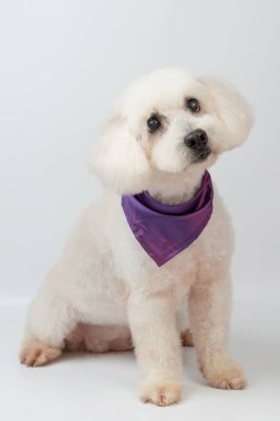 Beyaz stüdyo arka planında pofuduk beyaz kaniş köpeği duruyor.