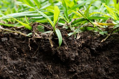 Topraktaki çim kökü kesme makrosu yakın görünüm