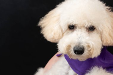 Yumuşak beyaz kaniş köpek portresi. Siyah arkaplanda yakın plan.