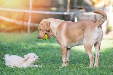Parktaki yeşil çimlerde güneşli bir günde iki köpek oynaşıyor.