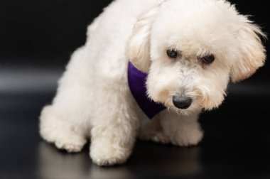 Üzgün beyaz kaniş köpeği siyah stüdyonun arka planında oturuyor. 