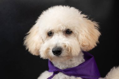 Siyah stüdyo arka planında beyaz kaniş portresi köpeği