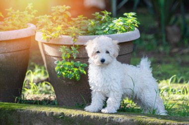 Yeşil graden arka planda duran sevimli köpek yavrusu portresi.