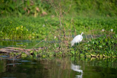 Beyaz bir kuş, sudaki yemyeşil bitkilerin arasında yiyecek arar ve sakin yüzeydeki şeklini yansıtır..