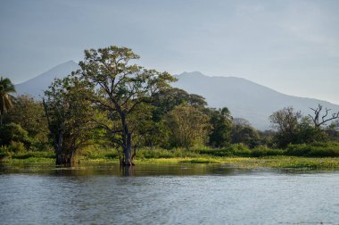 Su kenarındaki ağaçların sakin manzarası uzak dağlar ve yemyeşil gündüzleri..