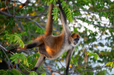 Uluyan bir maymun, güneş ışığı filtrelerken canlı yapraklarla çevrili bir ağaç dalından zarif bir şekilde sallanır..