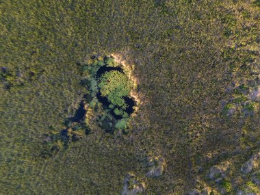 Yoğun yeşilliklerin ortasında huzur dolu bir vaha belirir. Gün ışığında sakin sularda su bitkileri gelişir..