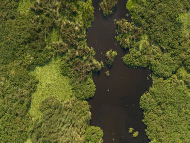 Parlak güneş ışığı altında derin su yollarının ve yoğun yeşilliğin yer aldığı canlı sulak alanların havadan görünüşü.