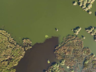 Değişik yeşil bitkilerle kaplı geniş sulak alanlar ve sakin doğal ortamda yansıtıcı su..