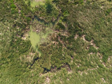 Yeşil bitki örtüsü, dağınık su bantları ve gündüz doğal sükuneti içeren canlı sulak alanlar..