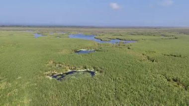 Su vücutları ve yemyeşil yemyeşil, doğanın sükunetini ve biyolojik çeşitliliğini gösteren güzel sulak alanları keşfedin..