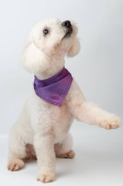 Kaniş köpeği, patisini beyaz stüdyo arka planında soyutladı.