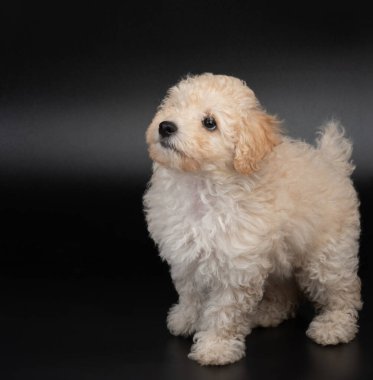 Siyah stüdyo arka planında izole edilmiş sevimli tüylü kaniş köpeğinin portresi.