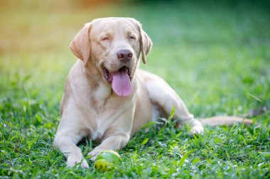 Yorgun labrador köpeğinin portresi yeşil çimlerin üzerinde yatıyordu