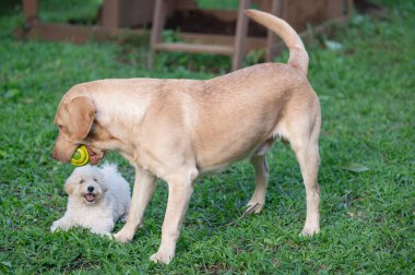 Yeşil çimen parkında büyük ve küçük köpeği oynamaktan mutluluk duyarım.