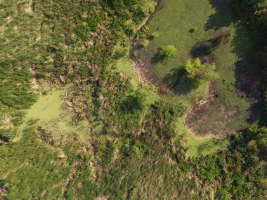Üst dron görünümünün üzerinde yeşil bataklık arkaplanı